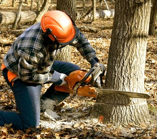 Tree Removal in Wyoming, NY